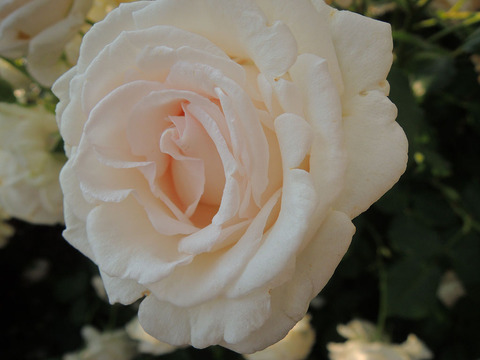 ねむろのあさ　根室の朝2134