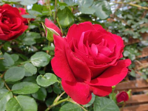 クリムゾン　スカイsCIMG3863