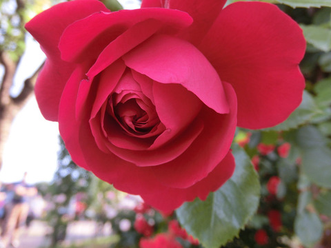 フロレンティーナ1735