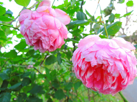 ジ　インジニアス　ミスター　フェアチャイルドsDSCN9381