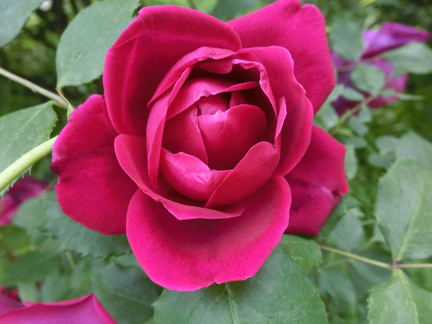 エトワール　ド　フランスsCIMG4949