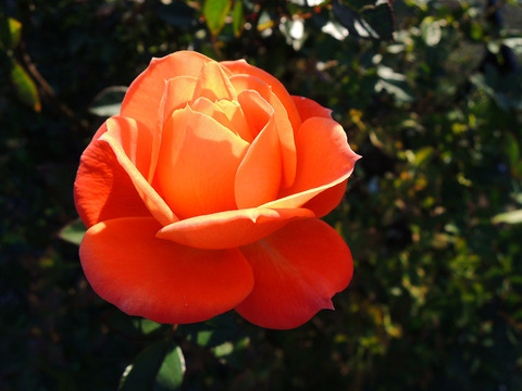 アンバー　メイアンディナ6637