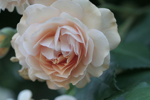 バフ　ビューティ4198