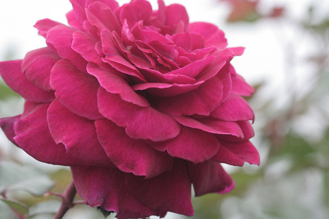 ジプシー　ソウルsIMG_6901