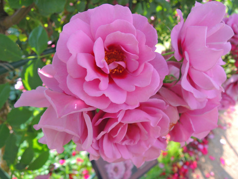 アメジスト　バビロン1873