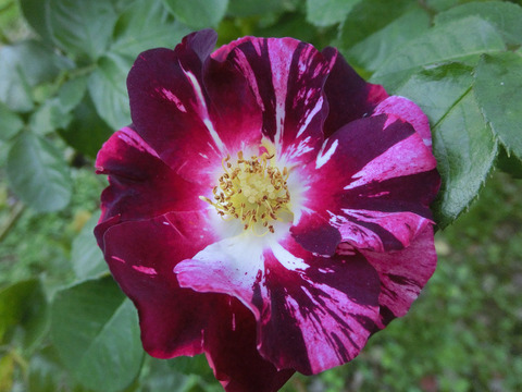 パープル　スプラッシュsCIMG8351