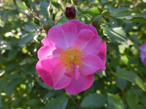 ラベンダー　ドリームsCIMG8408