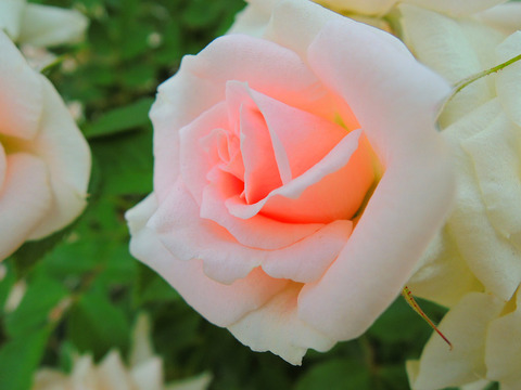 ロズマリン　’８９sDSCN4888