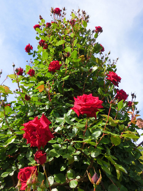 アンクル　ウォルターsCIMG5093