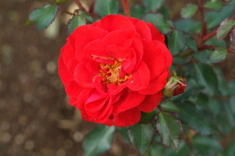 ツベルゲンフェー　’０９sDSCF0415