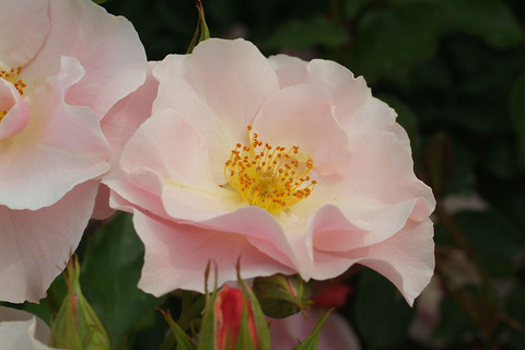 しののめsDSCF2218