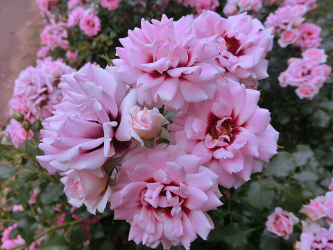 プリンセス　バビロン1748