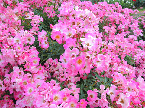 クンバヤsDSCN7144