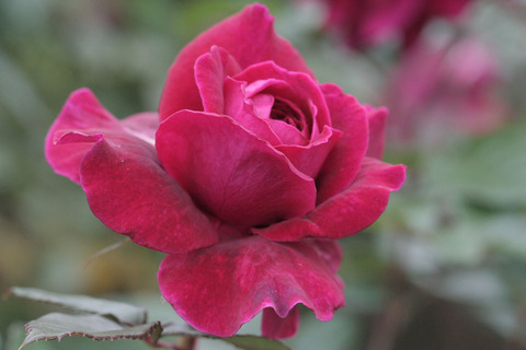 ジプシー　ソウルsIMG_6889