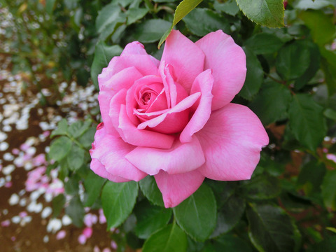 フューチャー　パフュームsCIMG7084