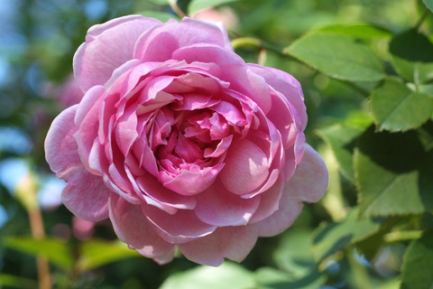 シスター　エリザベスsDSCF9184