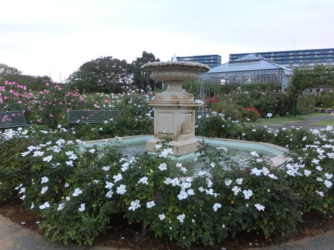 京成バラ園sCIMG7654