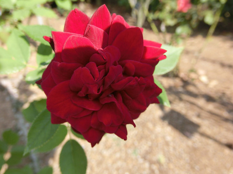 ナイト　タイムsCIMG6571