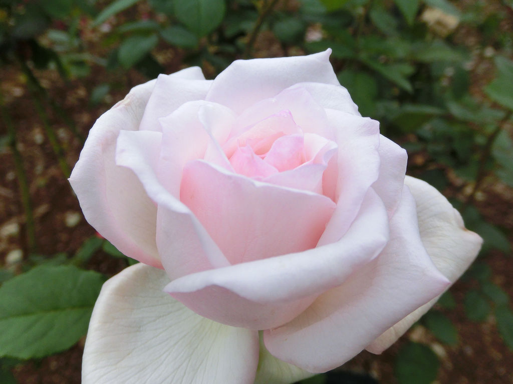 ドレスデン 第２ みしまバラ園芸