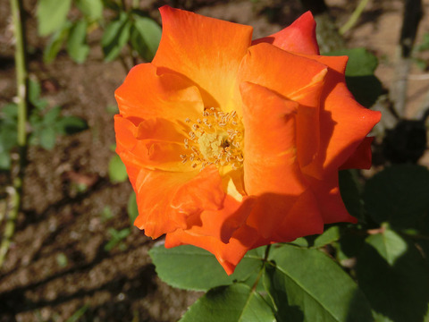 ふれだいこ　ふれ太鼓　（ふれだいこ）sCIMG6641