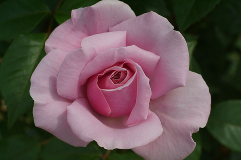 パフューム　ドレスsDSCF2131