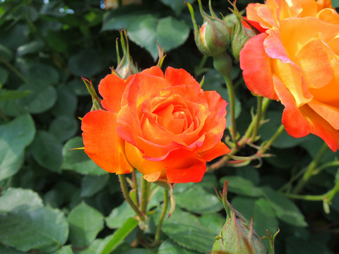 ふれだいこ　ふれ太鼓sDSCN3972