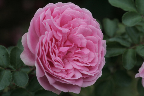 ラリッサ　バルコニアsIMG_7407