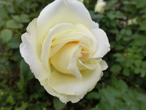 エリナsCIMG4768