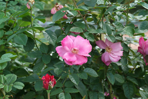 アマンディーン　シャネルsDSCF0421