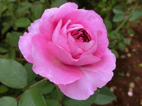 フォーラン　マリアsCIMG7005