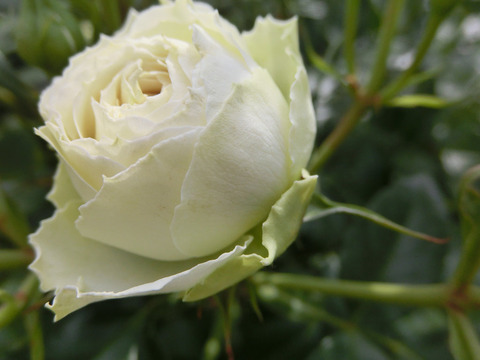 クラリスsCIMG4884