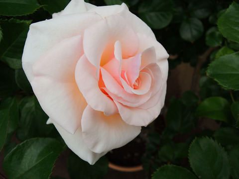 ザ　ソーアン　ローズ0418