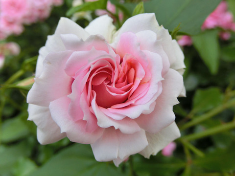 プリンセス　バビロン1751