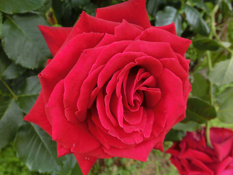 ヘルムット　コール　ローズ2751