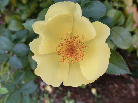 レモン　フィズsCIMG7027