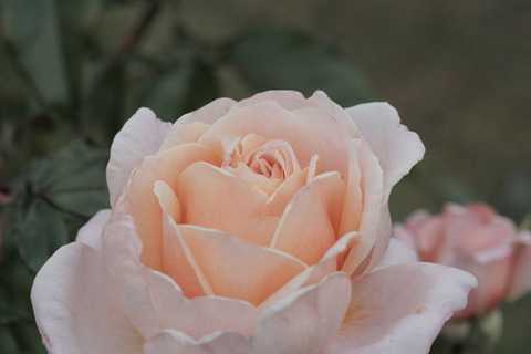 Ｇ．Ｄ．ルイーズsIMG_5417