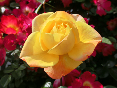 スペクトラsCIMG4960