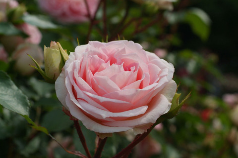 アミ　ロマンティカsDSCF2042