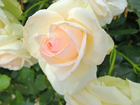 スノー　シャワーsDSCN6211