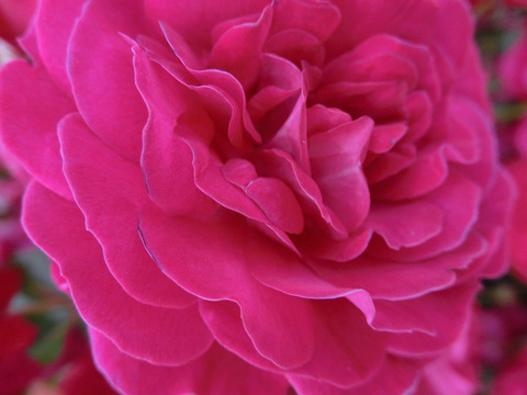 ディープ　ボルドーsCIMG5397