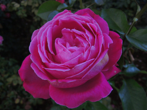 サントゥール　ロワイヤル6213