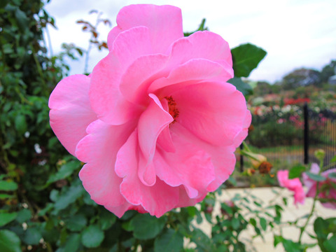 フェルゼン伯爵sDSCN9946