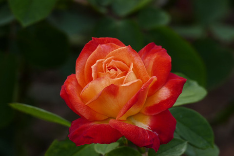 シャコックs_1210883