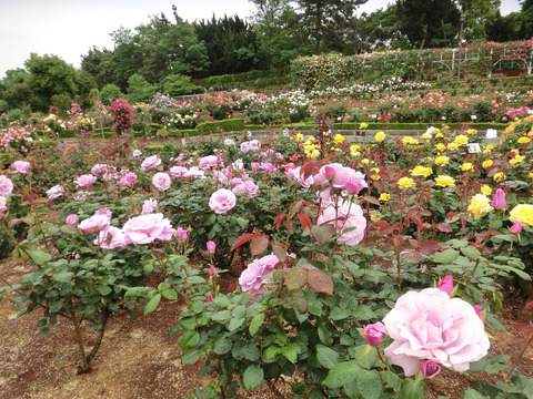 谷津バラ園sCIMG6479