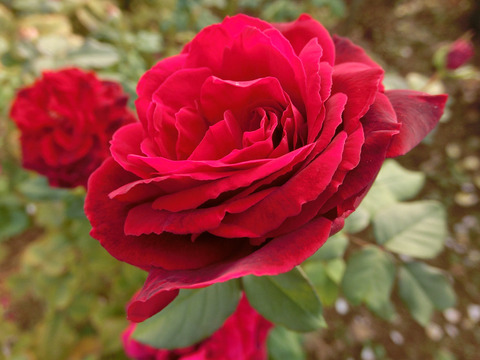 ゴスペルsCIMG8220