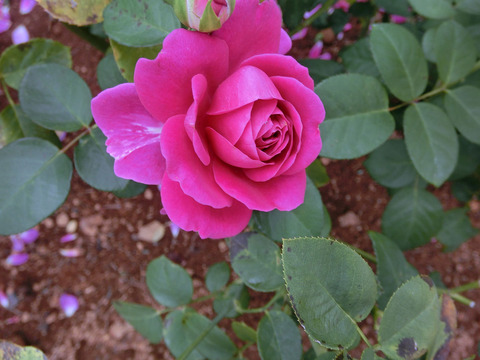 スピネルsCIMG7095