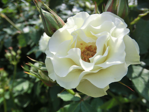 りょっこう　緑光0168