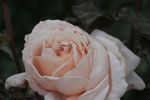 Ｇ．Ｄ．ルイーズsIMG_5436