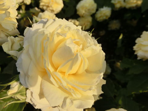 シャイニング　アワー1806