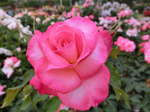 りん　凜sCIMG5404